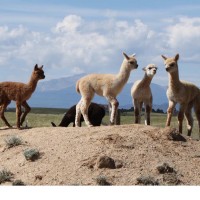 Wild Hair Alpacas located in Colorado Springs CO