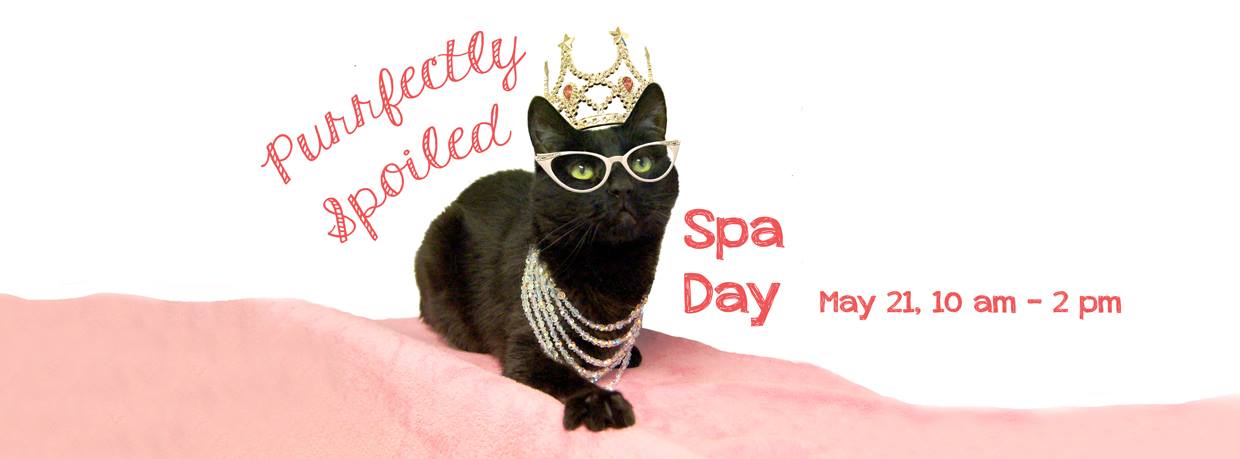 Happy Cats Haven's Purrfectly Spoiled Spa Day, Happy Cats Haven at