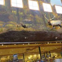 Gallery 6 - Bass Pro Shop: Central Walkway