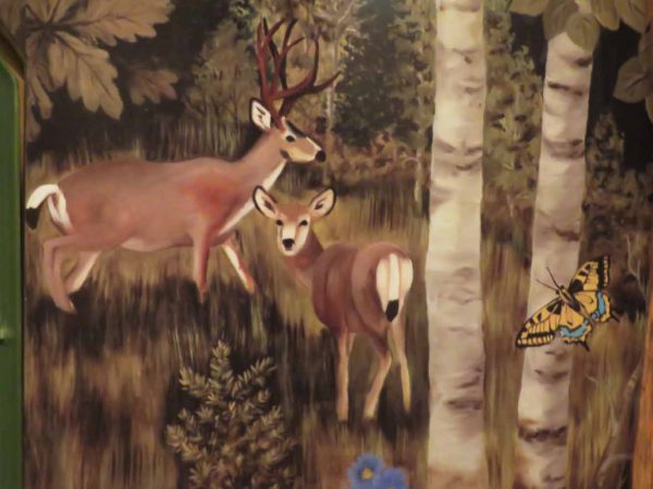 Gallery 1 - North Cheyenne Canon: Helen Hunt Falls Visitor Center: Wild Life