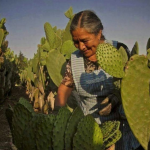 Gallery 3 - Nopales Superfood (Cactus) Cooking Class