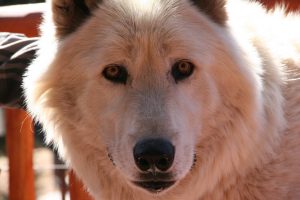 March Wolf Madness presented by Colorado Wolf & Wildlife Center at Colorado Wolf & Wildlife Center, Divide CO