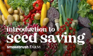 An Introduction to Seed Saving presented by Smokebrush Foundation for the Arts at ,  