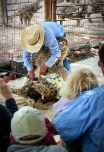 Sheep Shearing presented by Rock Ledge Ranch Historic Site at Rock Ledge Ranch Historic Site, Colorado Springs CO