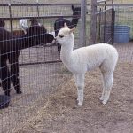 Gallery 1 - National Alpaca Farm Days