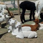 Gallery 3 - National Alpaca Farm Days