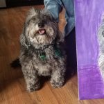 Gallery 4 - Paint Your Pet’s Portrait