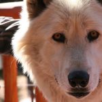 Valentine’s Day With The Wolves presented by Colorado Wolf & Wildlife Center at Colorado Wolf & Wildlife Center, Divide CO