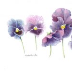Botanical Watercolors for Beginners: Painting Pansies presented by  at ,  