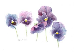 Botanical Watercolors for Beginners: Painting Pansies presented by  at ,  