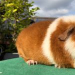 Gallery 2 - A guinea pig