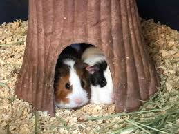 Gallery 3 - Two guinea pigs in a faux tree trunk.