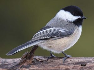 Active Adults: Birding 101 presented by Bear Creek Nature Center at Bear Creek Nature Center, Colorado Springs CO