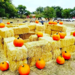 Gallery 3 - Miners Pumpkin Patch