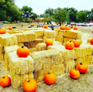 Gallery 3 - Miners Pumpkin Patch