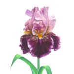 Beginner Watercolor Class presented by Sheppard Arts Institute at Ent Center for the Arts, Colorado Springs CO