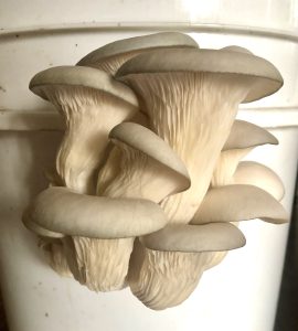 DIY Oyster Mushroom Cultivation presented by  at ,  