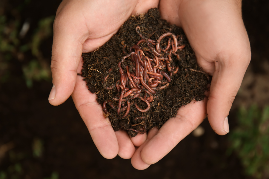 Worm Composting Class presented by  at ,  