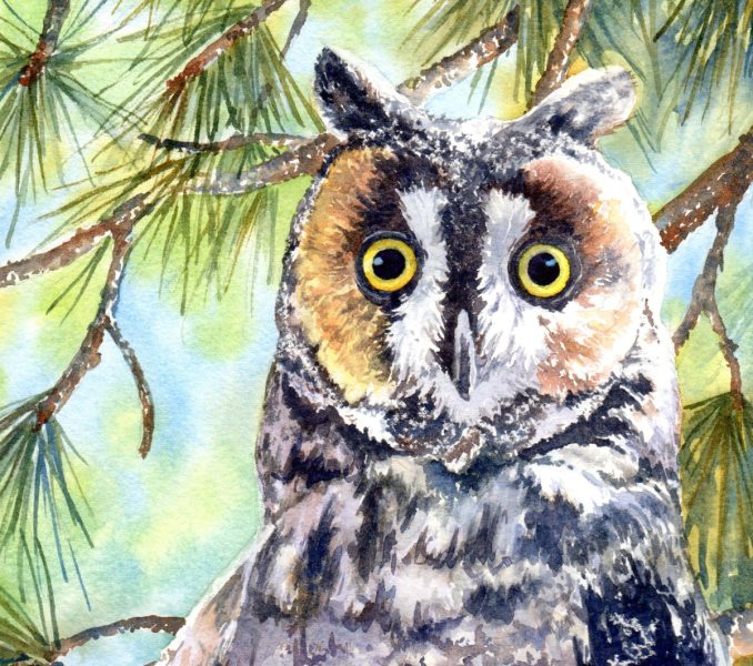 Barred Owl Watercolor Class presented by  at ,  