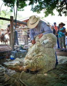Sheep Shearing Day presented by Rock Ledge Ranch Historic Site at Rock Ledge Ranch Historic Site, Colorado Springs CO